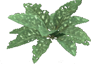 Speckled Dock Leaf