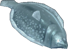 Winter Flounder