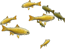 Golden Trout