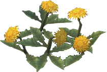 Streaky Dandelion