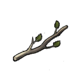 Sturdy Cypress Branches