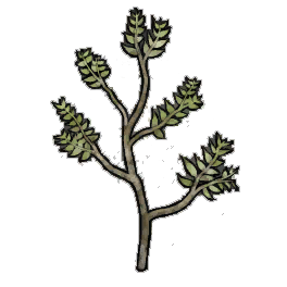 Mildew Creeper