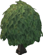Linden Tree