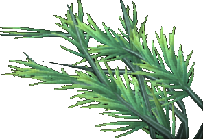 Matted Pond Weed