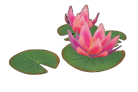 Broad Water Lily