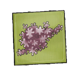 Medrior Geckoplant Seed Packet