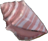 Horn Shell