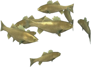 Placid Bass