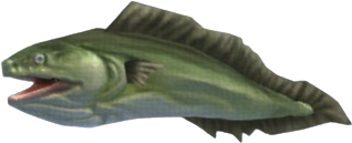 Rord Eel