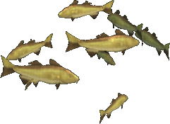 Dodger Cod