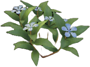 Blue Periwinkle