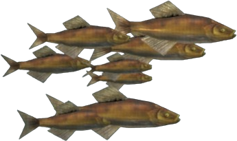 Ochre Herring