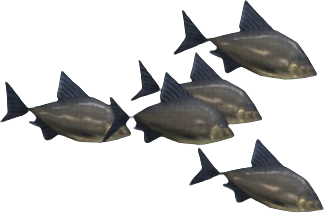 Black Bream