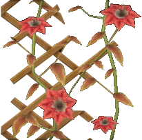 Scarlet Wallplant