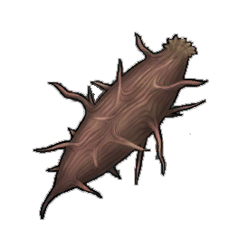 Spiky Chameleon Plant Seed