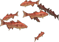 Burly Cod