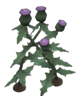 Scepter Thistle