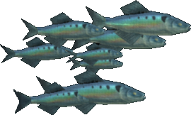 Shimmering Herring
