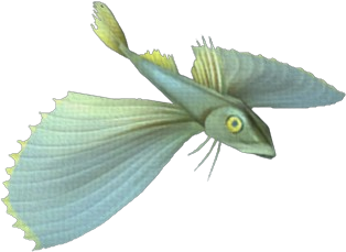 Yellowtail Gurnard