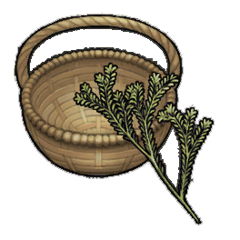 Kalbak Rosemary (activity)