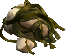 Bulbous Kelp