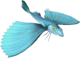 Blackfin Gurnard