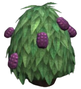 Storm Haleberries