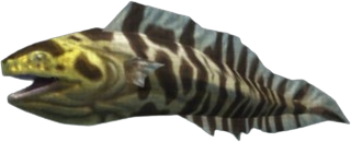 Leopard Eel