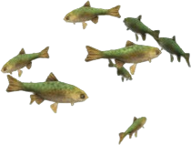 Scout Trout
