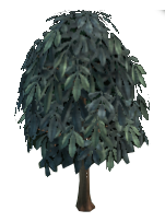 Hickory Tree (robust)