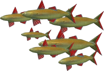 Western Sturlet