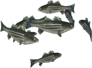 Striped Bass