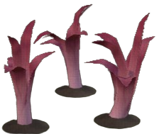 Wondrous Leek