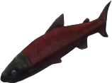 Sockeye Salmon