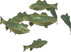 Smallmouth Bass