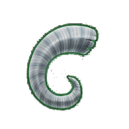 Sturdy Rams Horn (Brewed)