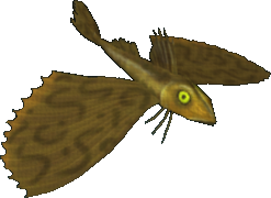 Tub Gurnard