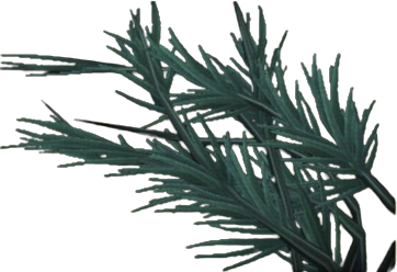 Slimy Pond Weed