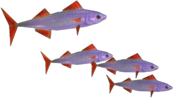 Wahoo Mackibut