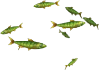 Sleek Sardines