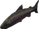 Coho Salmon