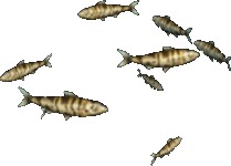 Patterned Sardines