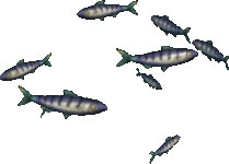 Blue Sardines