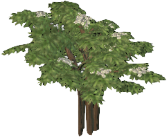 Elder Tree