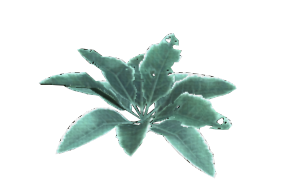 Hairy Dock Leaf