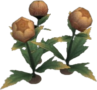 Puffed Globeplant