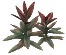 Scarlet Sage