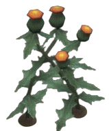 Beacon Thistle