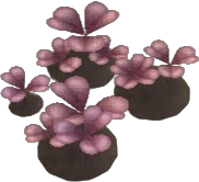 Rose Clover