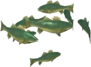 Emerald Bass